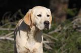LABRADOR 947